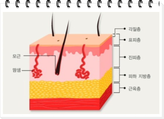 왕십리점빼기, 흉터가 걱정된다면? 관련 이미지 6