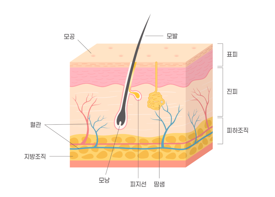 왕십리여드름? 전문의가 알려드립니다 관련 이미지 6