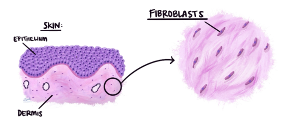 성동구 점빼기 피부과 흉터를 피하려면 확인하세요 관련 이미지 4