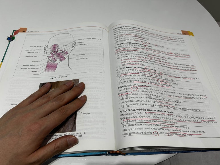 라미네이트신경치료? 이래서 못 피합니다 관련 이미지 6