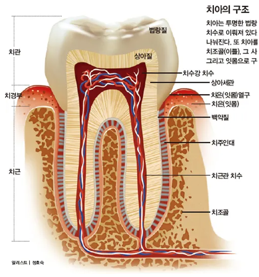 치아무삭제라미네이트, 현직 의사가 100% 알려드립니다 관련 이미지 5
