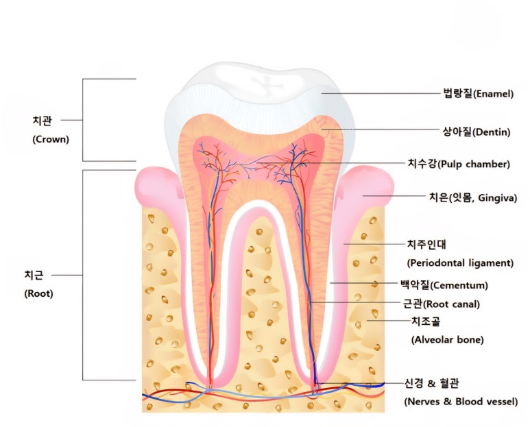 무삭제 라미네이트 vs 블랑쉬, 대표원장이 직접 알려주는 차이점 관련 이미지 5