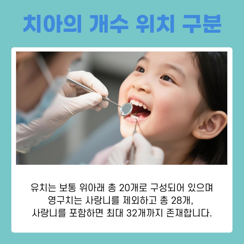 Gangnam Station Dental Clinic: Loose Permanent Teeth, How to Tell Baby Teeth from Permanent Teeth image 4