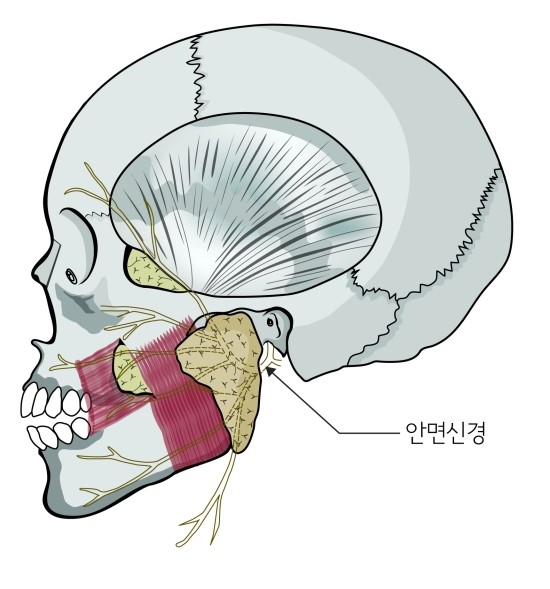 심부볼지방제거-부위,수술방법,치료과정및 경과 관련 이미지 7