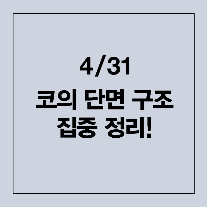 4/31 코성형 - 코의 단면 구조 집중정리! 관련 이미지 1