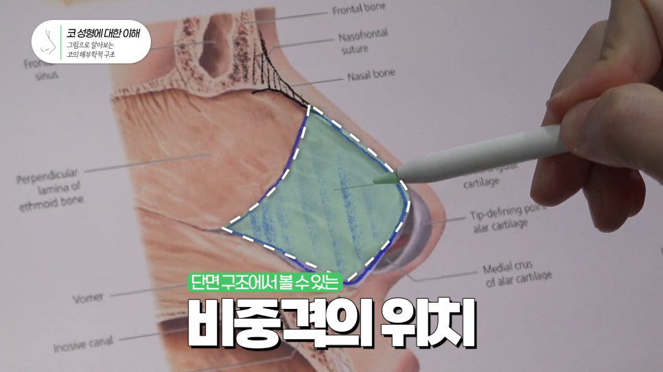 4/31 코성형 - 코의 단면 구조 집중정리! 관련 이미지 5