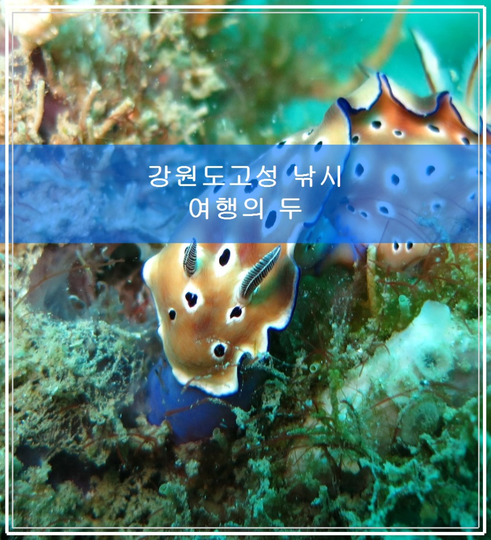 강원도 고성 낚시 여행의 두 번째 관련 이미지 1