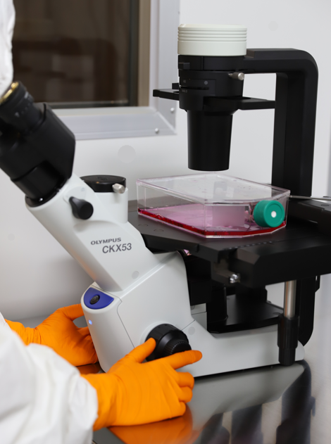 Stem Cell Breast Fat Grafting: Maximizing the Engraftment Rate image 4
