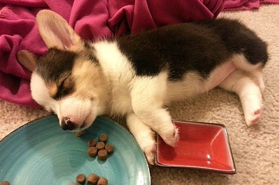 요즘은 그냥 낮이고 밤이고... 밥만 먹으면 관련 이미지 2