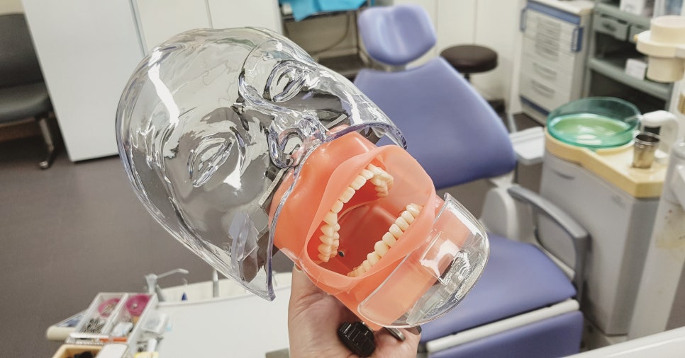 치과 실습 토마스(팬텀) 마네킹 구입 리뷰 관련 이미지 3