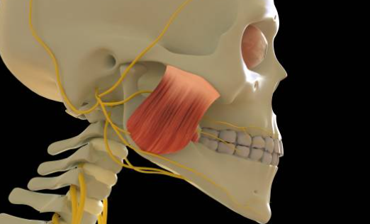 이갈이 보톡스 맞아도 효과 없던 결정적 이유 알려드려요 관련 이미지 3
