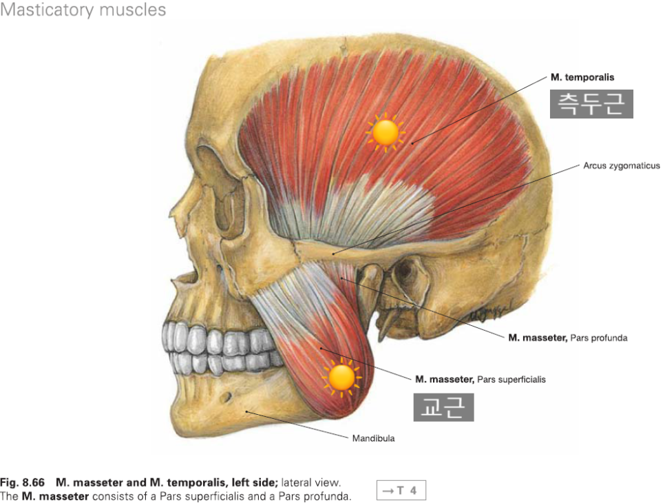 이갈이 장치 보톡스랑 함께 하면 훨씬 좋은 이유 관련 이미지 5