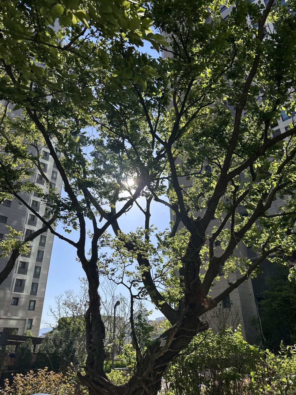 개원 결혼 육아, 강의, 진료 관련 이미지 2