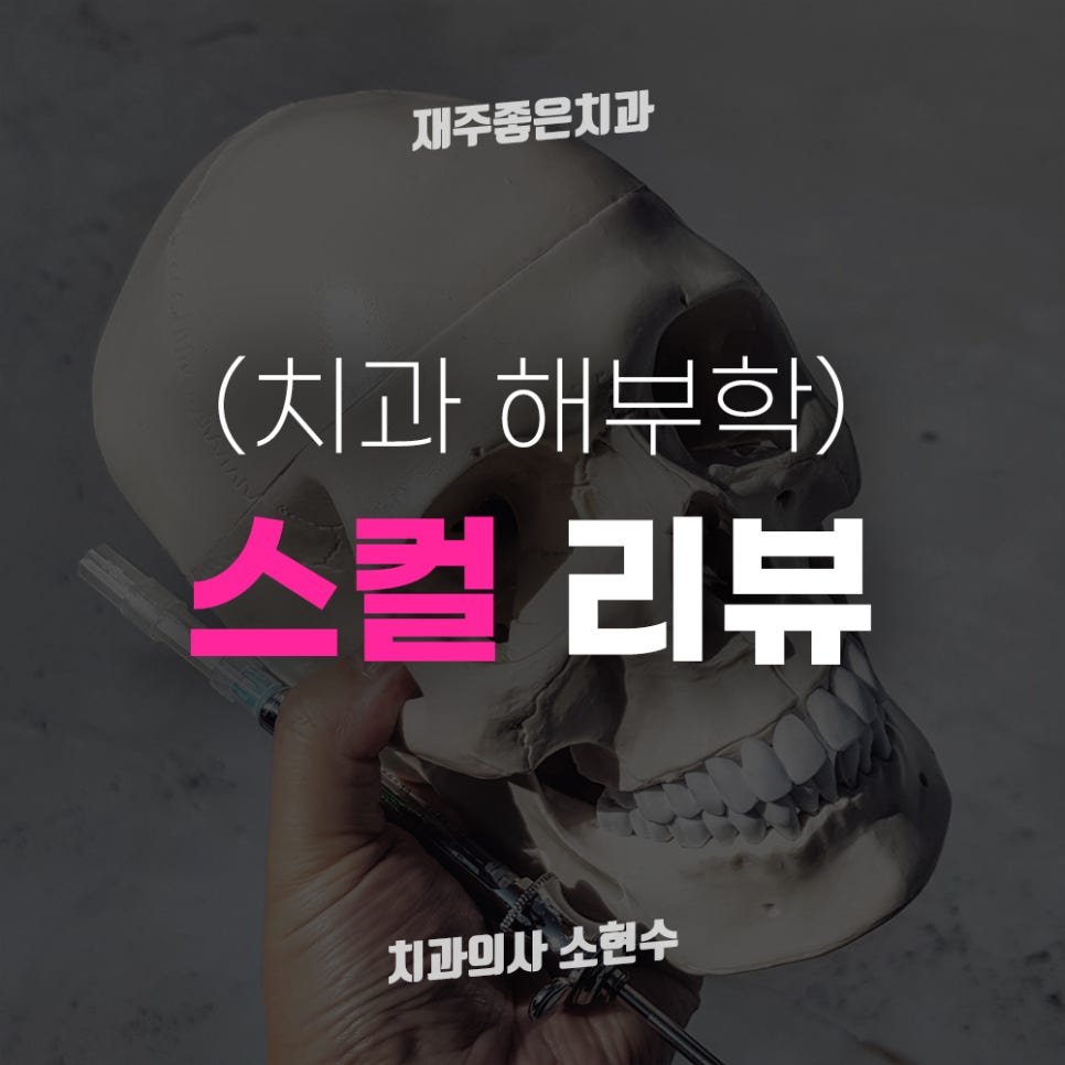 치과 해부학 스컬*SKULL 모형 구매 리뷰 관련 이미지 3