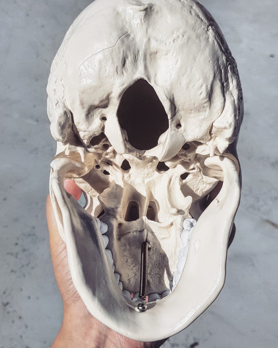 치과 해부학 스컬*SKULL 모형 구매 리뷰 관련 이미지 2