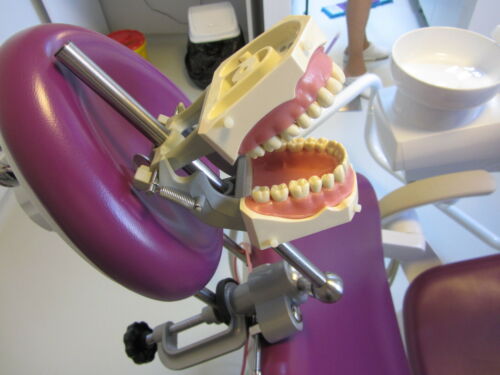 치과 실습 토마스(팬텀) 마네킹 구입 리뷰 관련 이미지 2