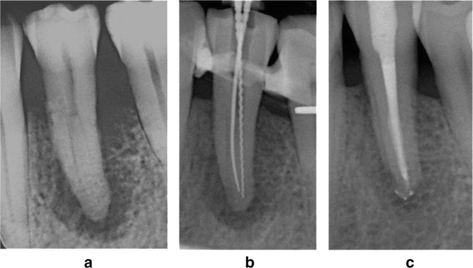 페이닥터 일기 : 페닥은 발전하고 싶다 관련 이미지 3