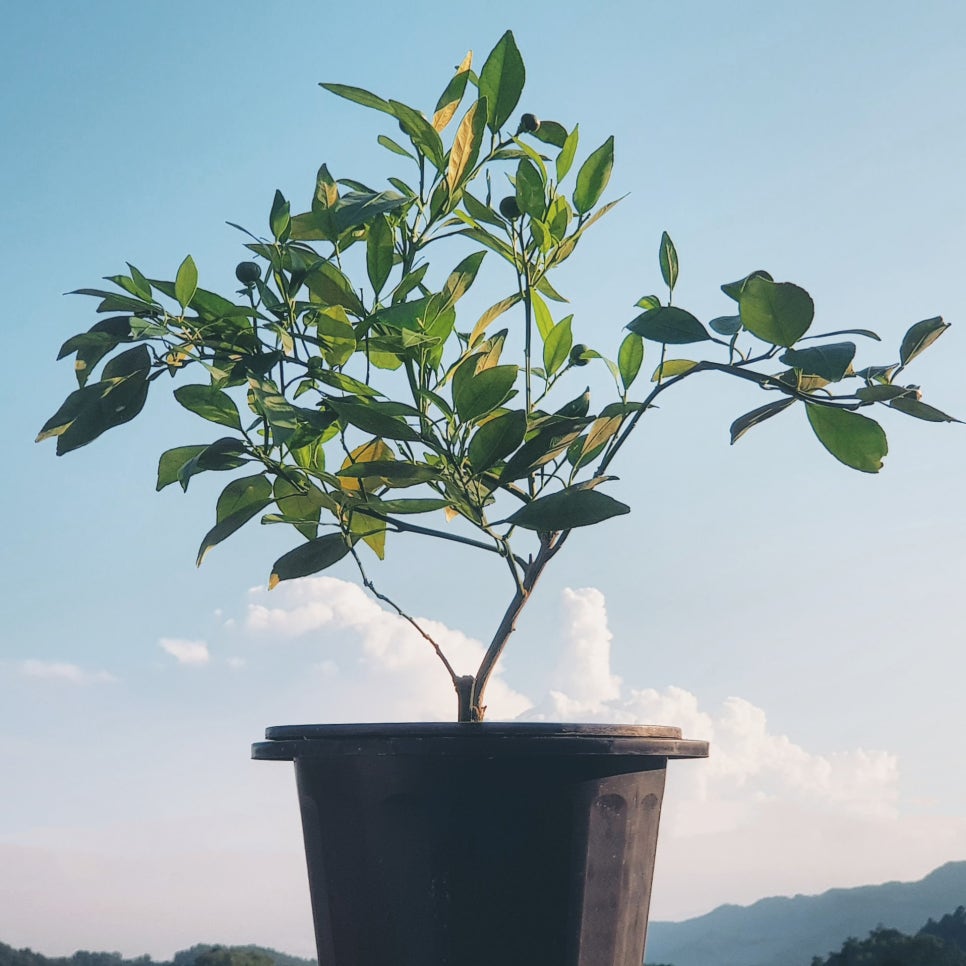 치과 공보의 일기 (57) : 애완식물 관련 이미지 1