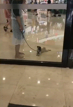 ㅇㅇ이는 마트에서 살아. 관련 이미지 2