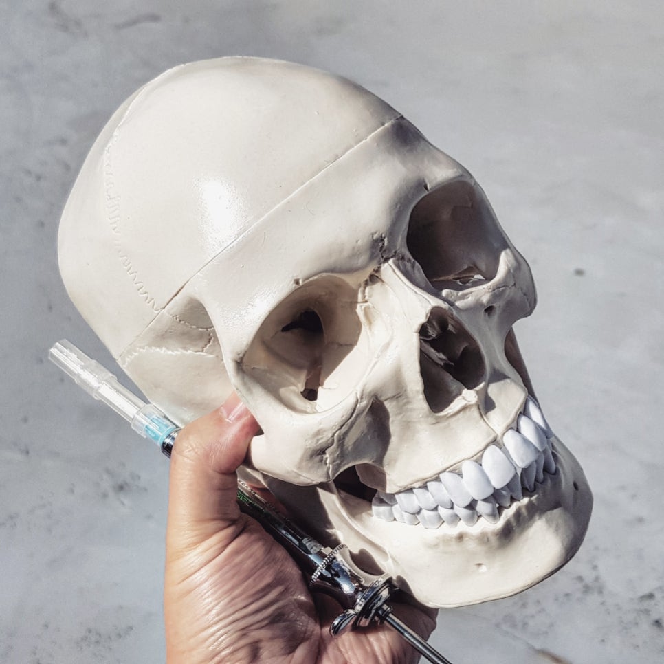 치과 해부학 스컬*SKULL 모형 구매 리뷰 관련 이미지 1