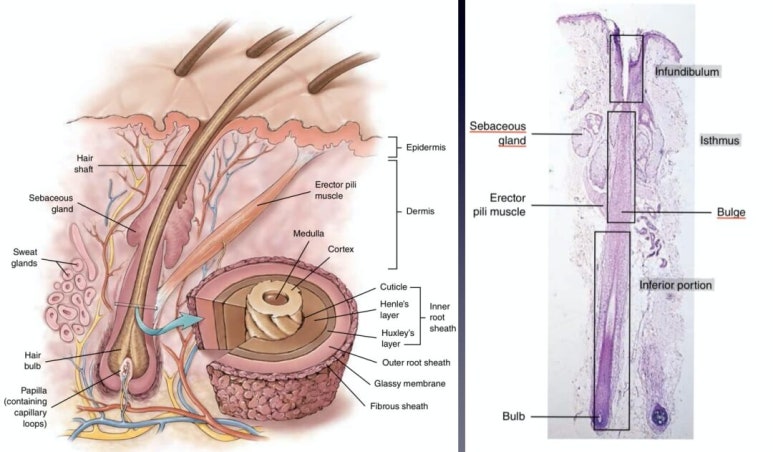Forehead Reduction Surgery vs Hair Transplant image 7