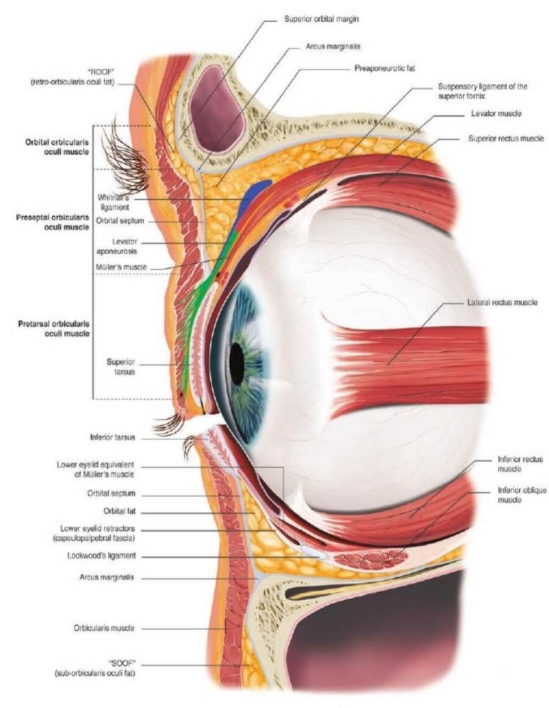 What Is Ptosis? Is Eye Correction Essential in Double Eyelid Surgery? image 2