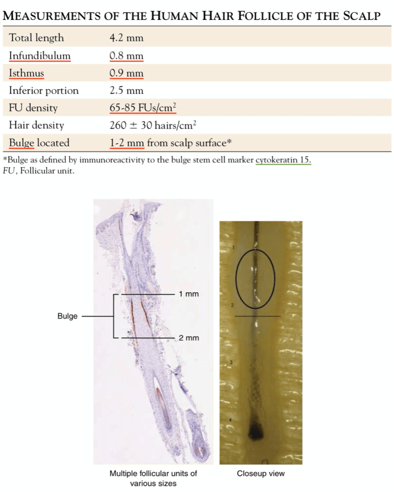 Forehead Reduction Surgery vs Hair Transplant image 8