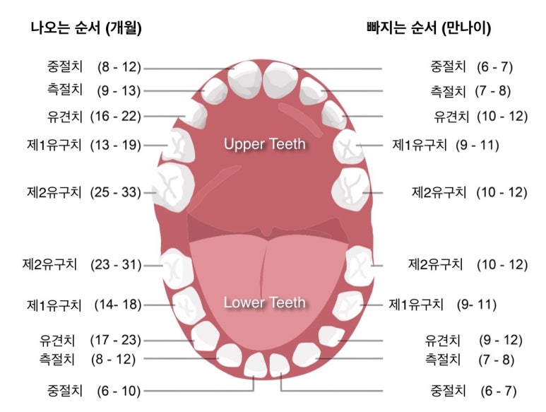 우리 아이 유치는 언제 빠질까요? (대치동 소아치과 연세정원치과) 관련 이미지 2