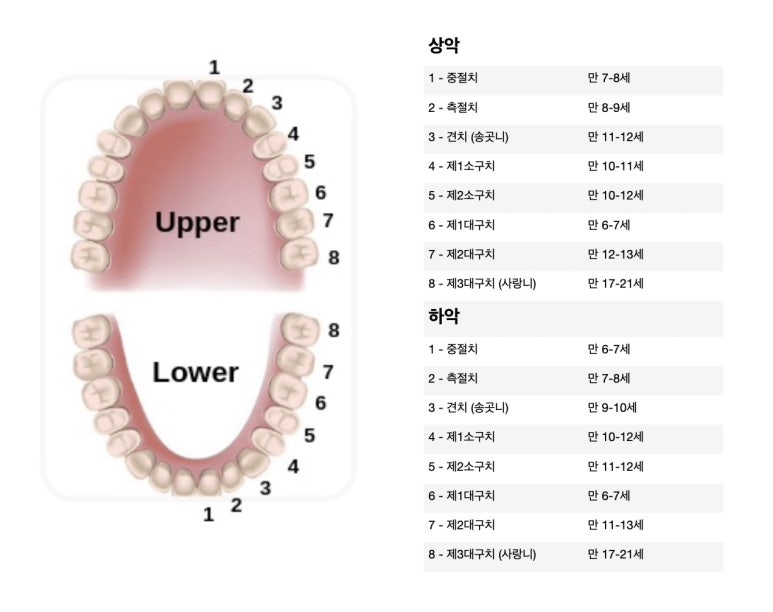 유치 안쪽에서 치아가 올라와요! (대치동 소아치과 연세정원치과) 관련 이미지 4