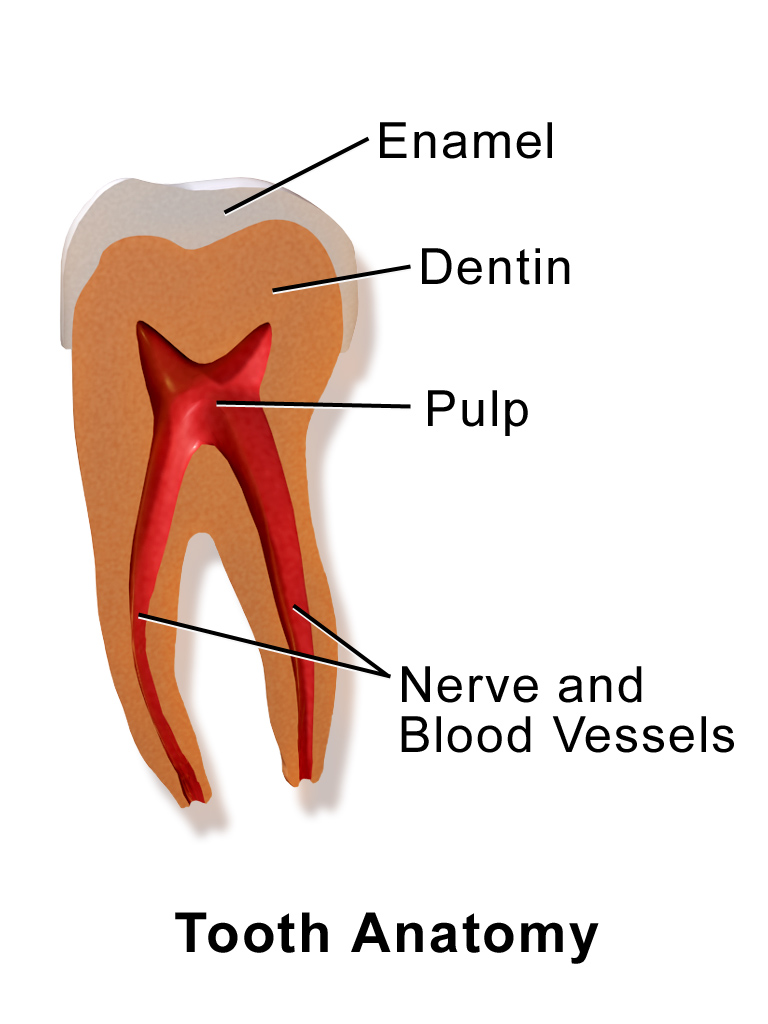 자연치아 살리기 - 신경치료 절차 및 통증 완화 @대치동 연세정원치과 관련 이미지 2
