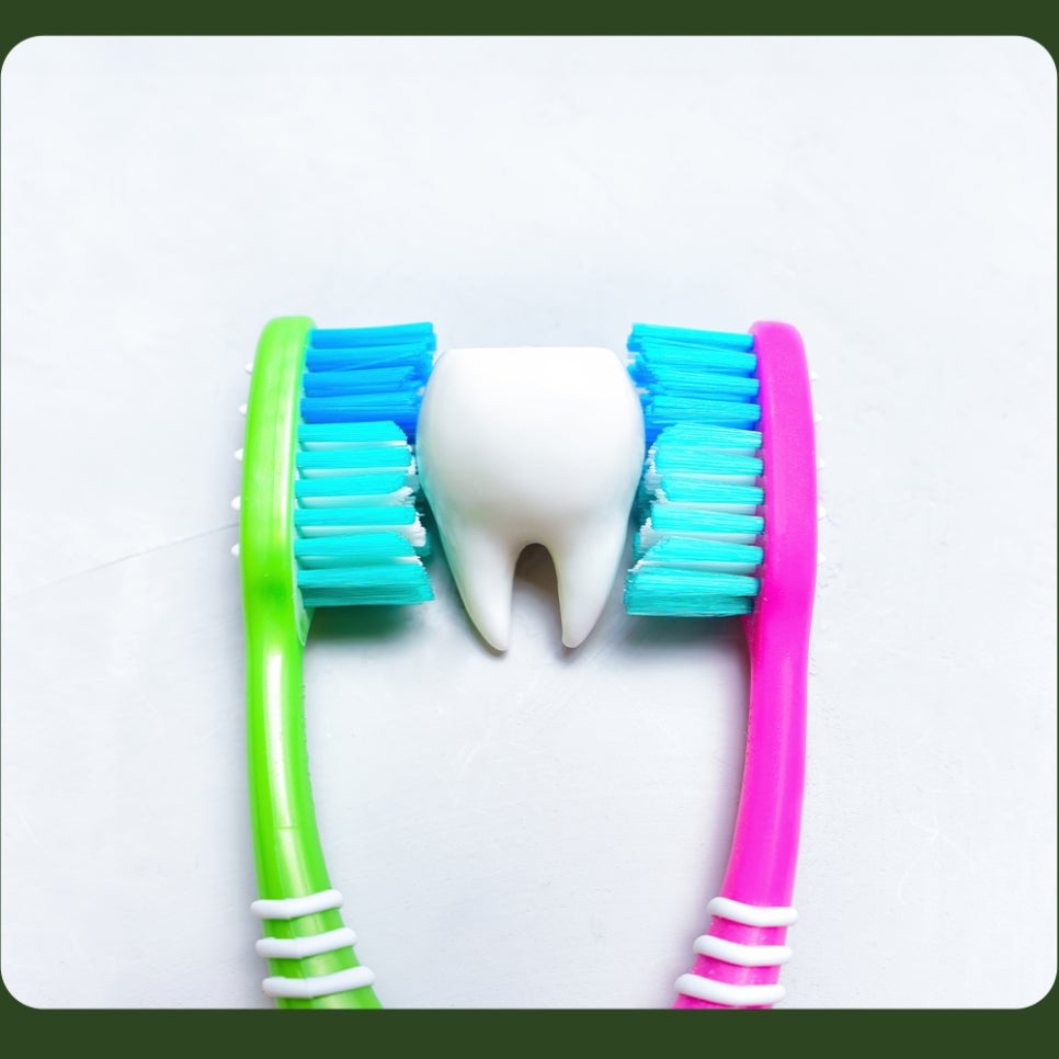 How to Store Your Toothbrush: Let’s Learn with Seoulove Dental Hospital! image 2