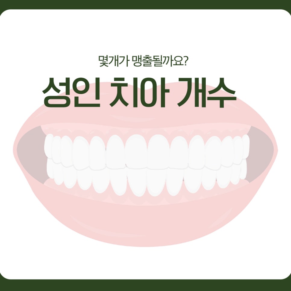 성인 치아 개수, 몇개가 맹출될까요? 관련 이미지 1