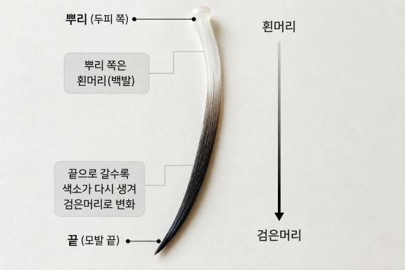 흰머리도 다시 검어질 수 있을까? 미녹시딜&middot;스트레스&middot;영양제 팩트체크 관련 이미지 1