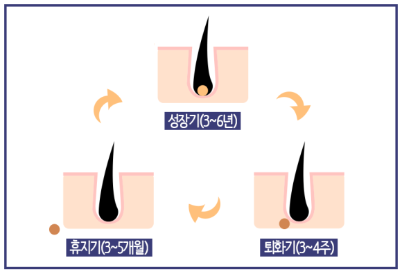 빠진 머리가 다시 자라나는 시간 관련 이미지 1
