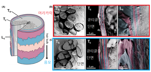 음모는 왜 머리카락보다 곱슬거릴까? 관련 이미지 3