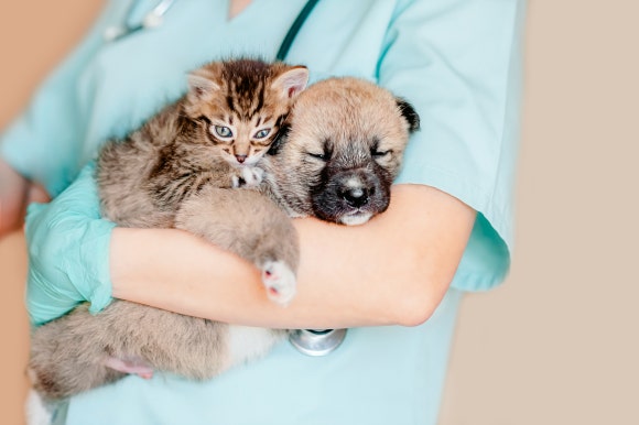 Minoxidil Addiction: If You Live with Cats or Dogs, Please Be Careful image 2