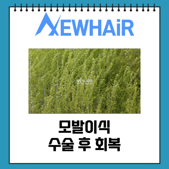 머리심기 모발이식 생존율을 높이기 위해서 관련 이미지 3