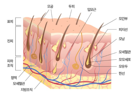 탈모시작 위치(앞머리,정수리 차이)는 왜 사람마다 다를까? 관련 이미지 3