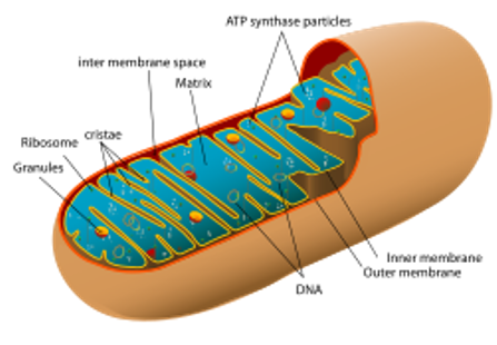 Mitochondria and a Hair Loss Treatment Shampoo? image 1