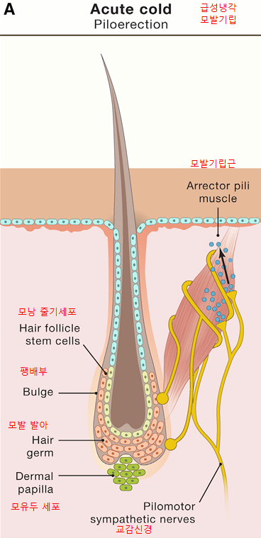 냉동치료로 탈모를 막는다고?(모낭재생) 관련 이미지 2