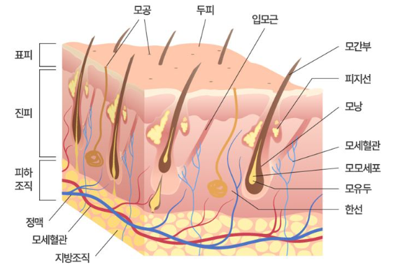 모낭주사, 두피 2~5mm 깊이가 왜 중요하게 이야기될까? 관련 이미지 3
