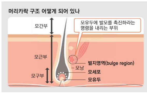 Why Does Hair Follicle Cloning, Despite Technological Advances, Still Not Lead to Actual Treatment? image 1