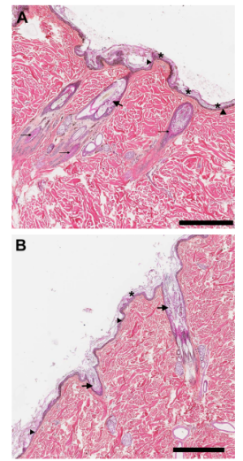 Dog Hair Loss: What Happened When Light Was Shined on the Bald Spot? image 5