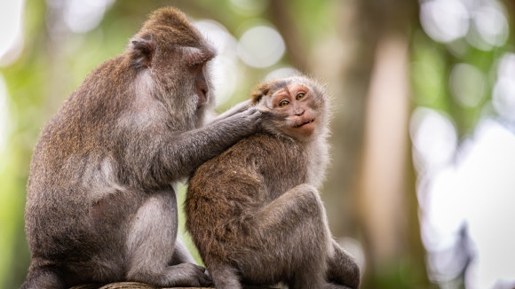 The Evolution of Human Hair: Why Is It That Among Mammals, Only Humans Have Long Hair? image 1