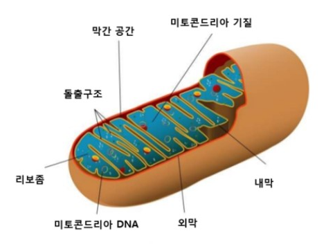 탈모를 이해하려면 미토콘드리아부터 알아야 한다고? 관련 이미지 1