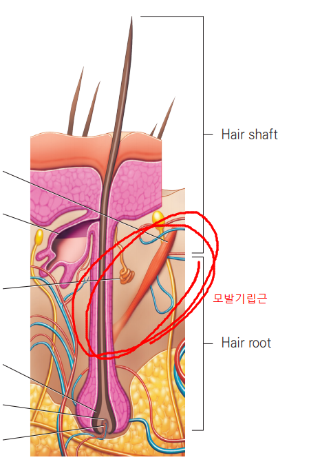 입모근(모발기립근), 이게 탈모와 무슨 상관이냐고요? 관련 이미지 1