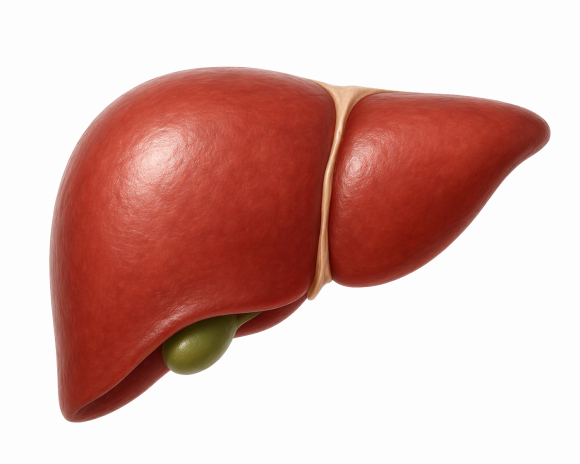 What Is the Normal Range for Liver Function Values? (AST, ALT, Gamma-GTP, ALP) image 1
