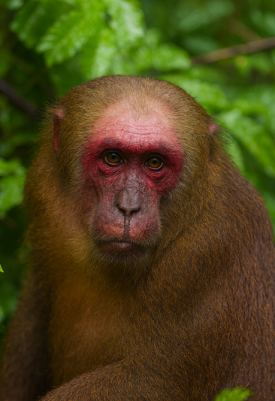 Male Pattern Hair Loss: Not Just a Human Concern? The Secret of the Red-Faced Monkey image 1