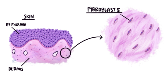 Could Electrical Stimulation Hair Loss Treatment Become a New Key to Hair Regeneration? image 1
