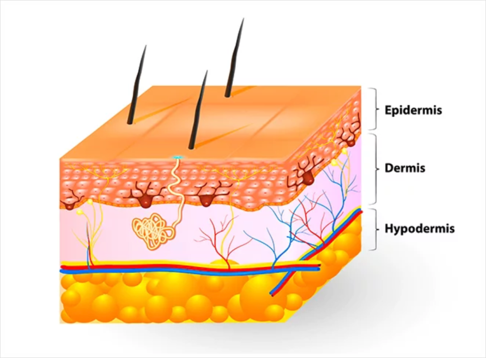 압구정 리쥬란 힐러, 통증 때문에 고민된다면 필독 관련 이미지 3